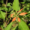 Fire-of-the-Mountain I 4-6-23
