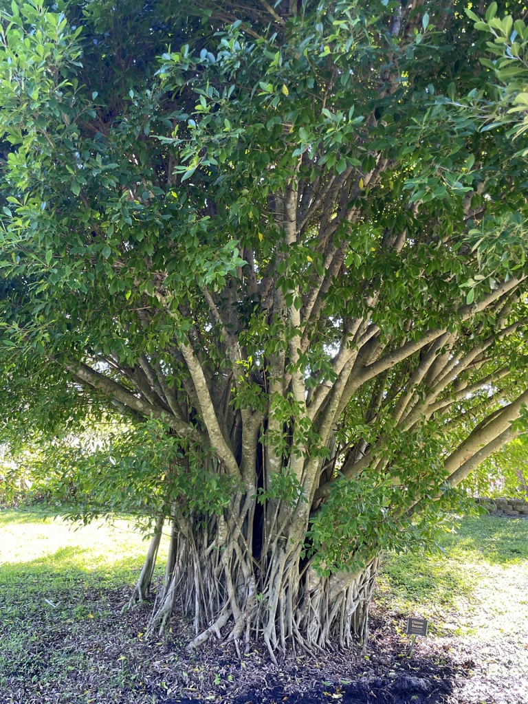 Chinese Banyan 12-16-25