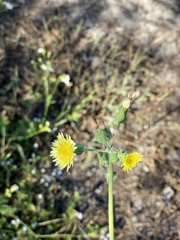 Common Sowthistle 4-6-23