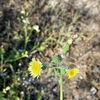 Common Sowthistle 4-6-23