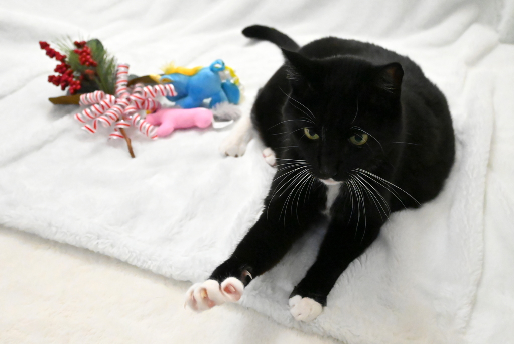 おつめきっておけばよかったね　12-30-25