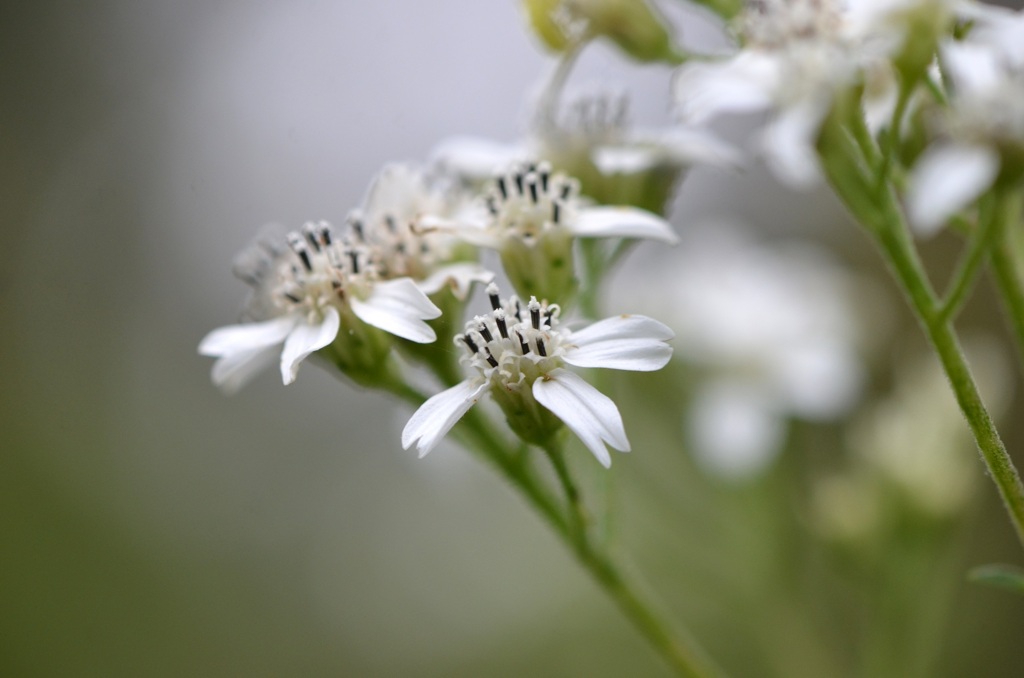 Frostweed 11-28-23