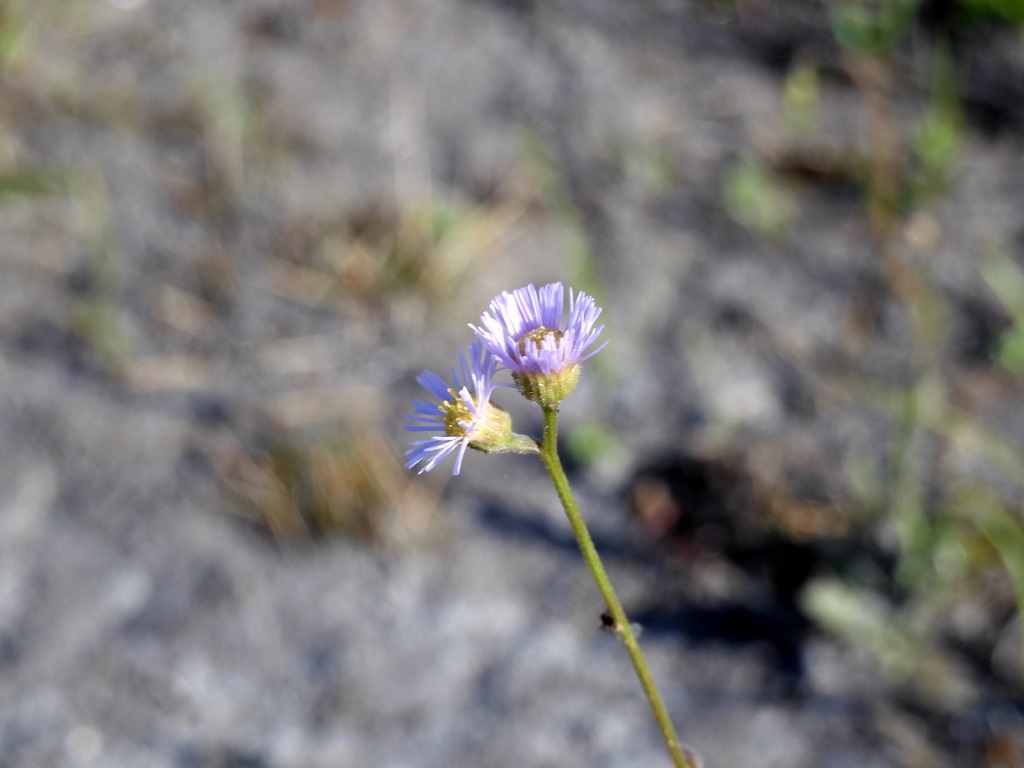 Oakleaf Fleabane 4-26-23