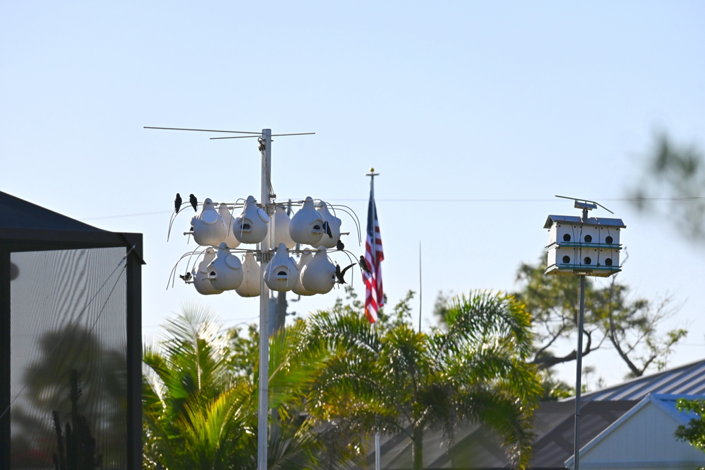 Purple Martins 3-19-25