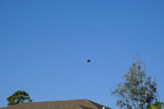 Bald Eagle being Chased  9-10-23
