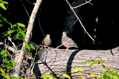 Common Ground Doves 1 and 2 8-20-25