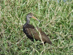 Limpkin II 1-2-23