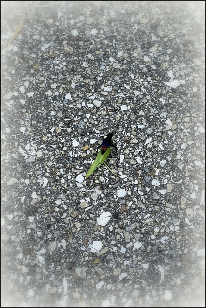 A Wasp Carrying a Grasshopper 9-14-23