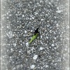 A Wasp Carrying a Grasshopper 9-14-23