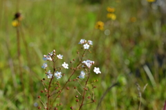 Roadside 3-22-25