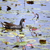 Common Gallinule VI 2-4-25