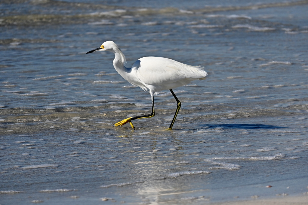 Yellow Boots 11-26-24