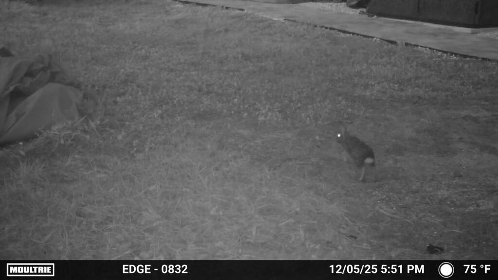 夕のうさぎ　12-5-25