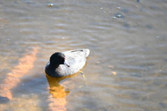 まだ泳いでた　11-18-25