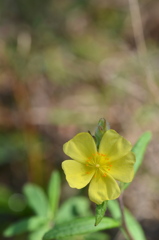 Pinebarren Frostweed II 1-4-23