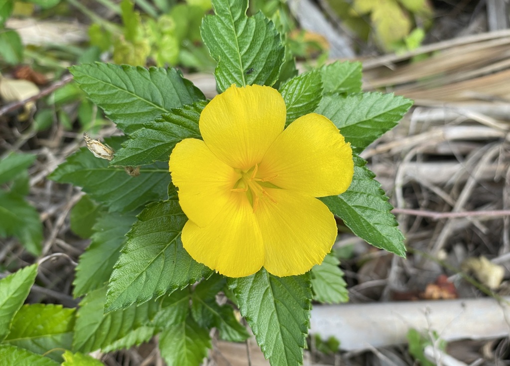 Turnera ulmifolia II 1-5-23