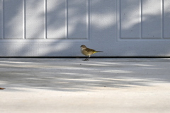Palm Warbler II　11-6-24