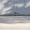 Palm Warbler II　11-6-24