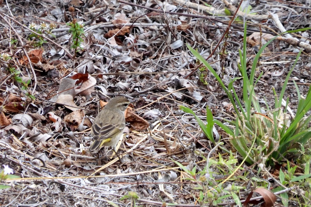 Palm Warbler 2-4-24