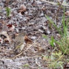 Palm Warbler 2-4-24