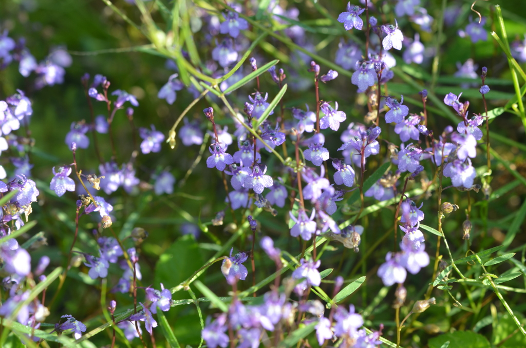 BAY LOBELIA II 3-1-25
