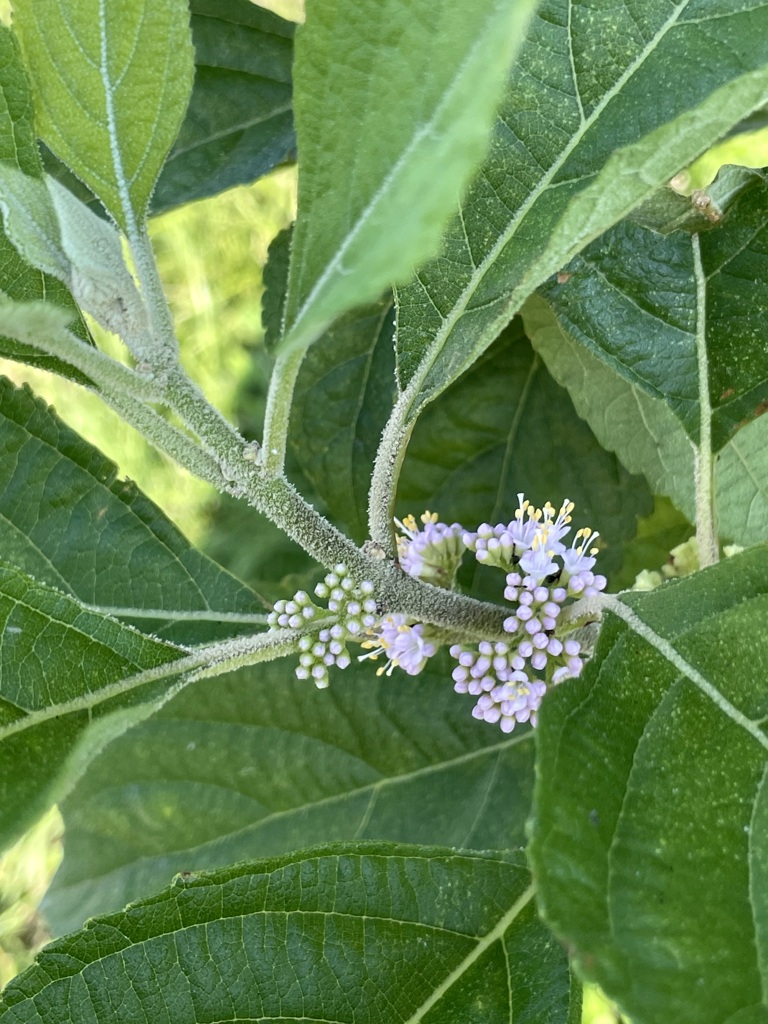 American Beautyberry 6-27-23