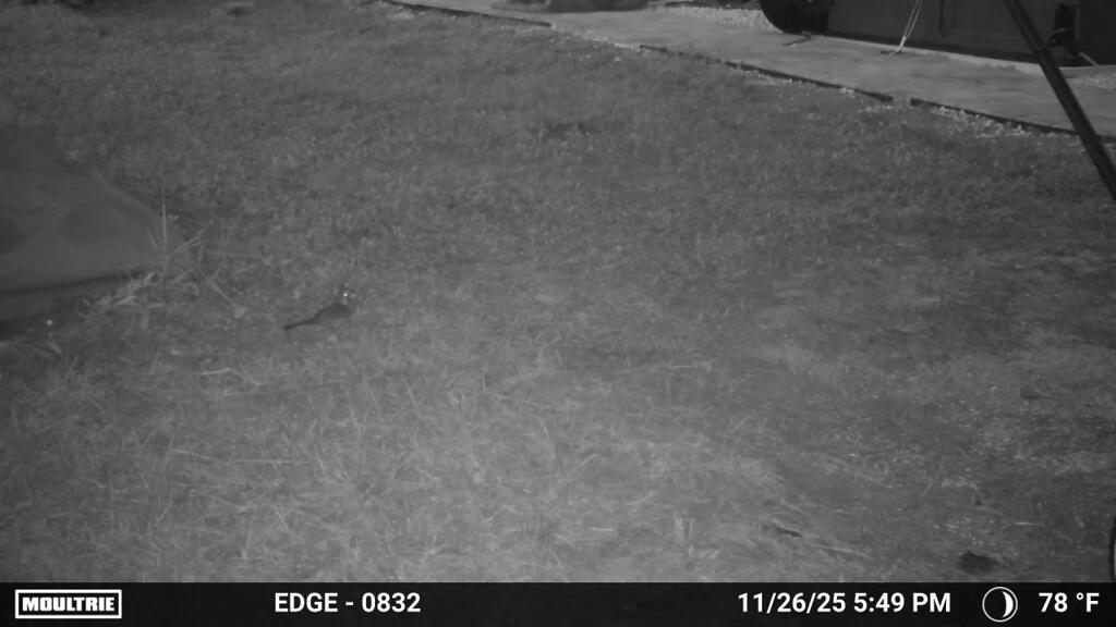 Northern Cardinal 11-26-25