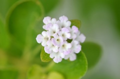 Lantana involucrata 6-5-25