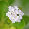 Lantana involucrata 6-5-25