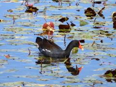 Common Gallinule III　2-4-25