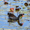 Common Gallinule III　2-4-25