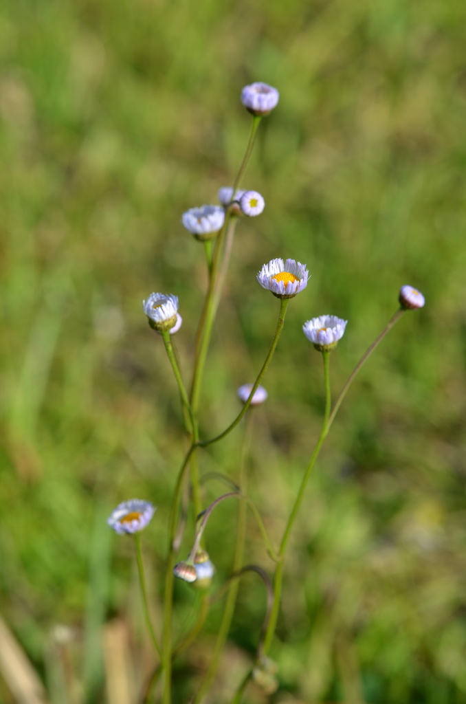 Oakleaf Fleabane I 5-4-23