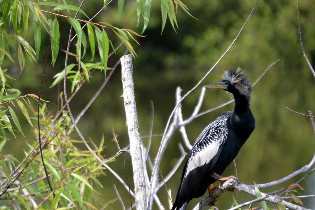 Angry Anhinga 3-5-24