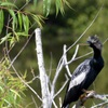 Angry Anhinga 3-5-24