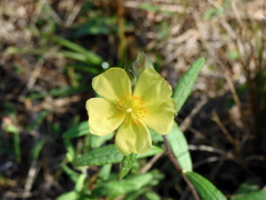 Pinebarren Frostweed I-a
