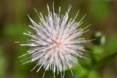 Nuttall's Thistle  7-9-25