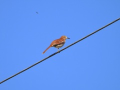 Brown Thrasher II 10-15-23