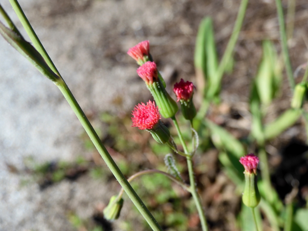 Florida Tusselflower 4-6-23