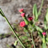 Florida Tusselflower 4-6-23