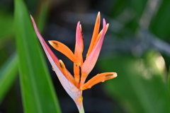 Heliconia psittacorum 8-20-25