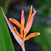 Heliconia psittacorum 8-20-25