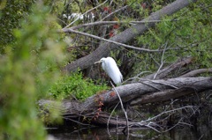 Great Egret 1-24-23