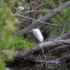 Great Egret 1-24-23