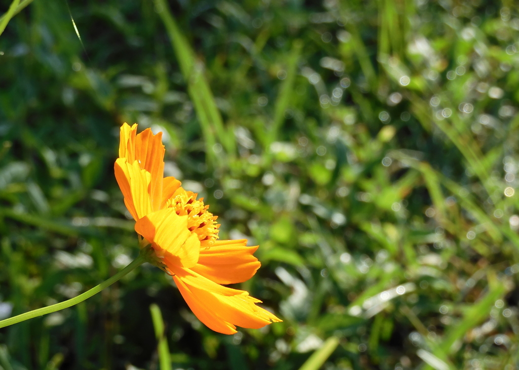 Cosmos sulphureus 8-6-23