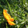 Cosmos sulphureus 8-6-23
