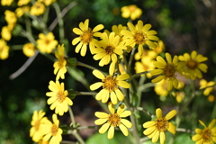 Farfugium japonicum　12-16-25