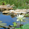 Sacred Lotus in Florida Garden II 7-17-2