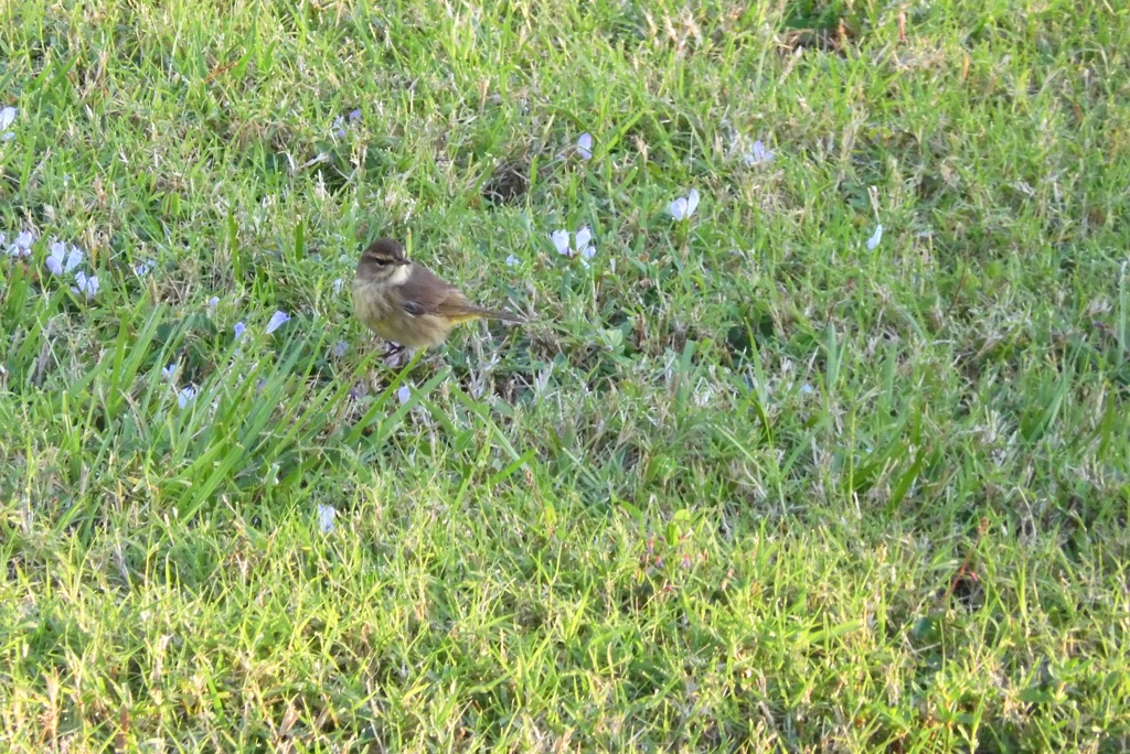 Palm Warbler I 11-2-23