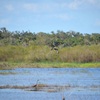 Osprey and Great Blue Heron 1-2-23