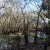 Swamp 1-2-23